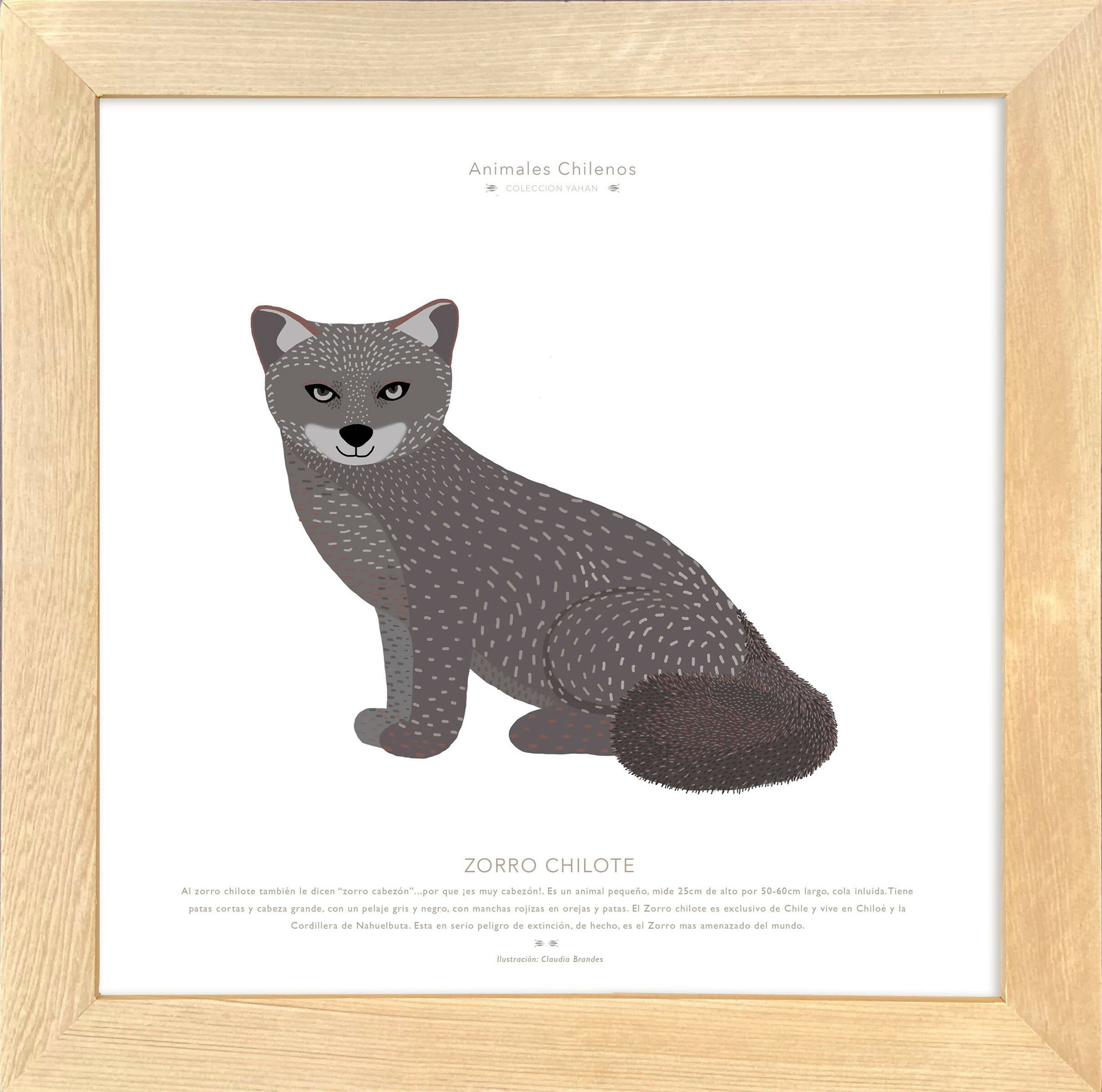 Cuadro ZORRO CHILOTE, COLECCION FAUNA CHILENA, 30X30CM