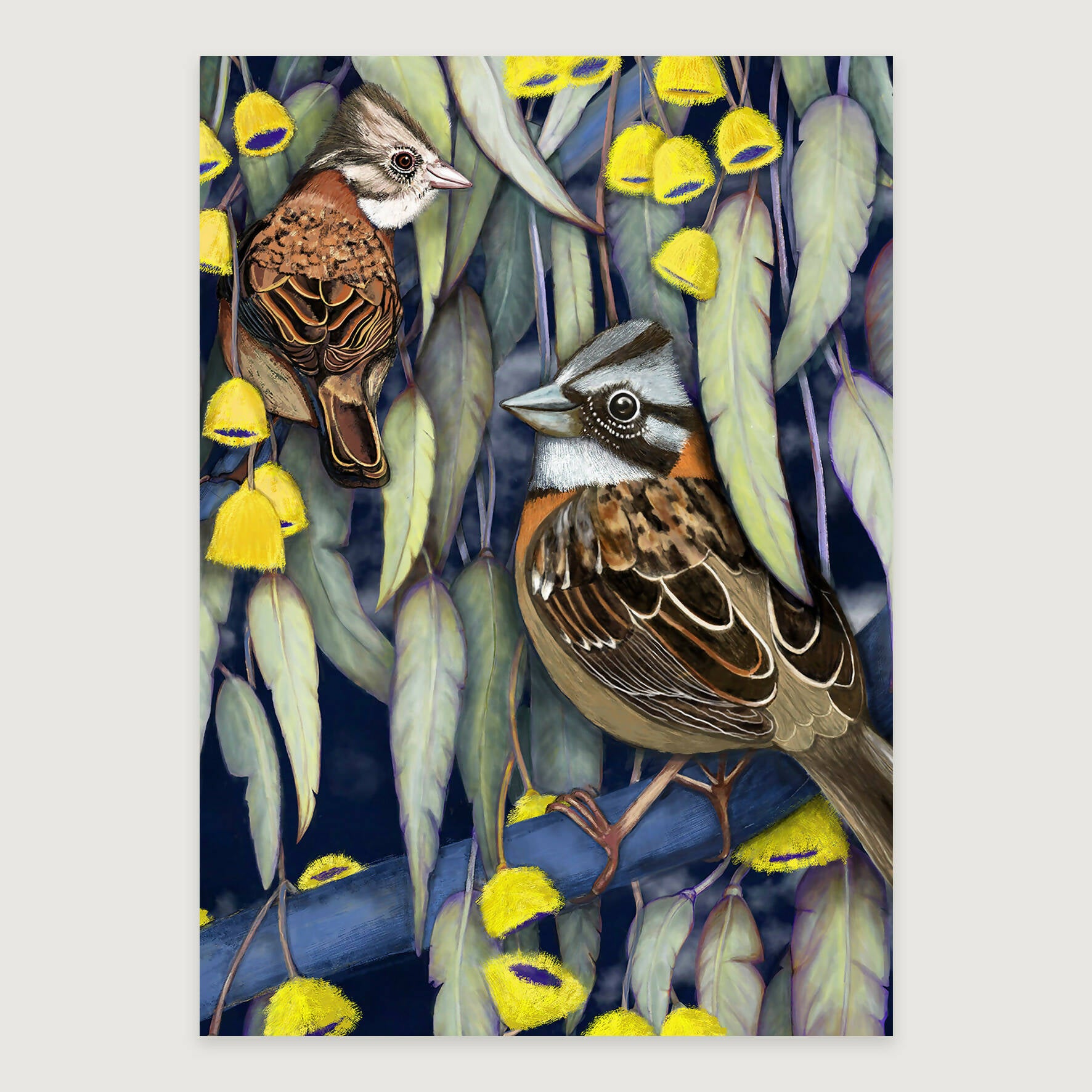 LAMINAS AVES DE CHILE - CHINCOLES