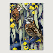 LAMINAS AVES DE CHILE - CHINCOLES