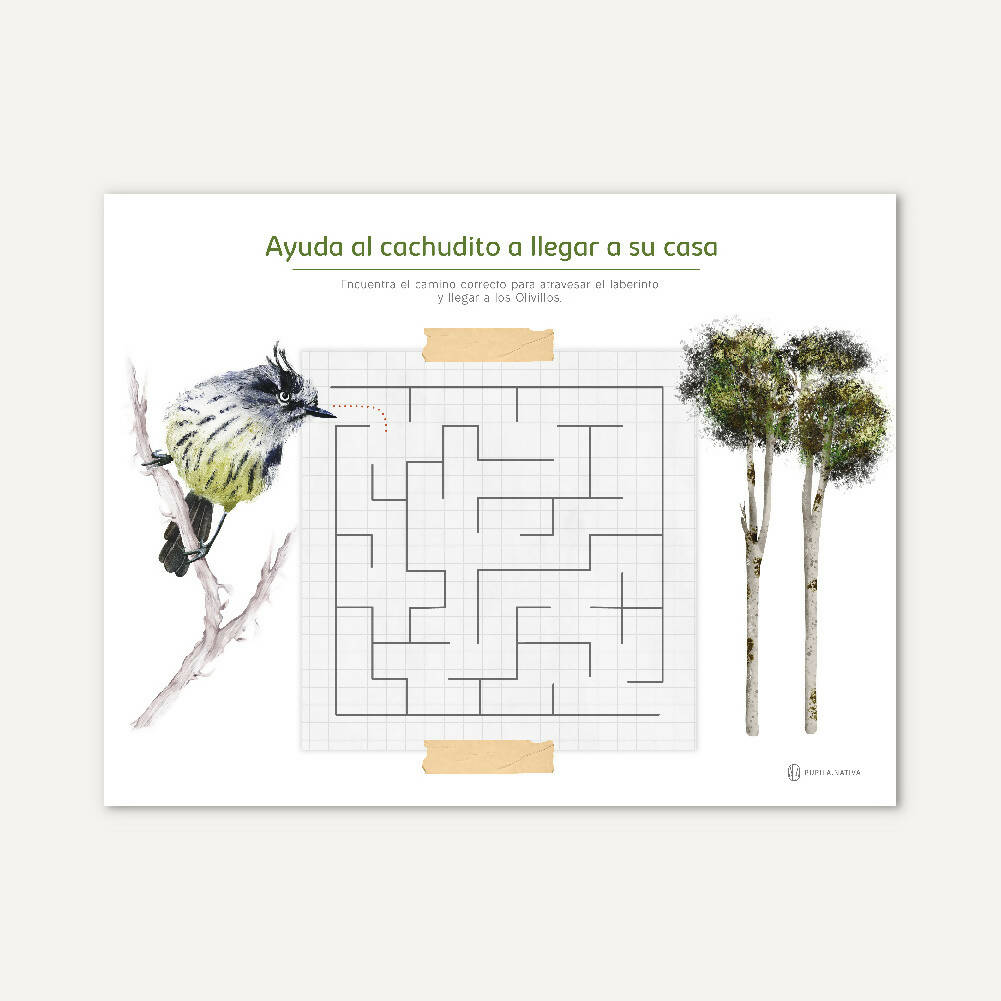 2da Edición Block de actividades aves de Chile - Creado en Chile