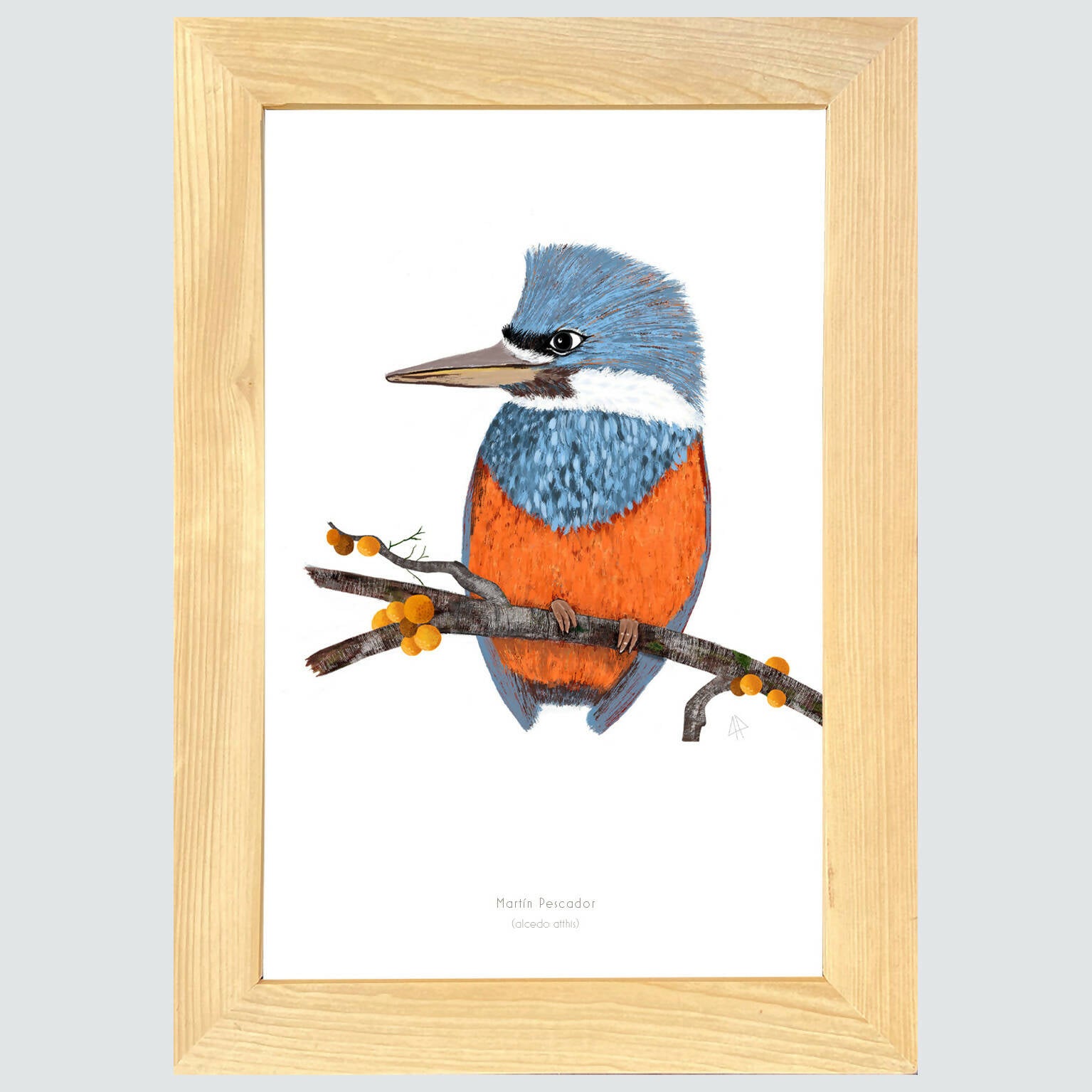 Cuadro MARTIN PESCADOR, colección aves chilenas, 20x30cm