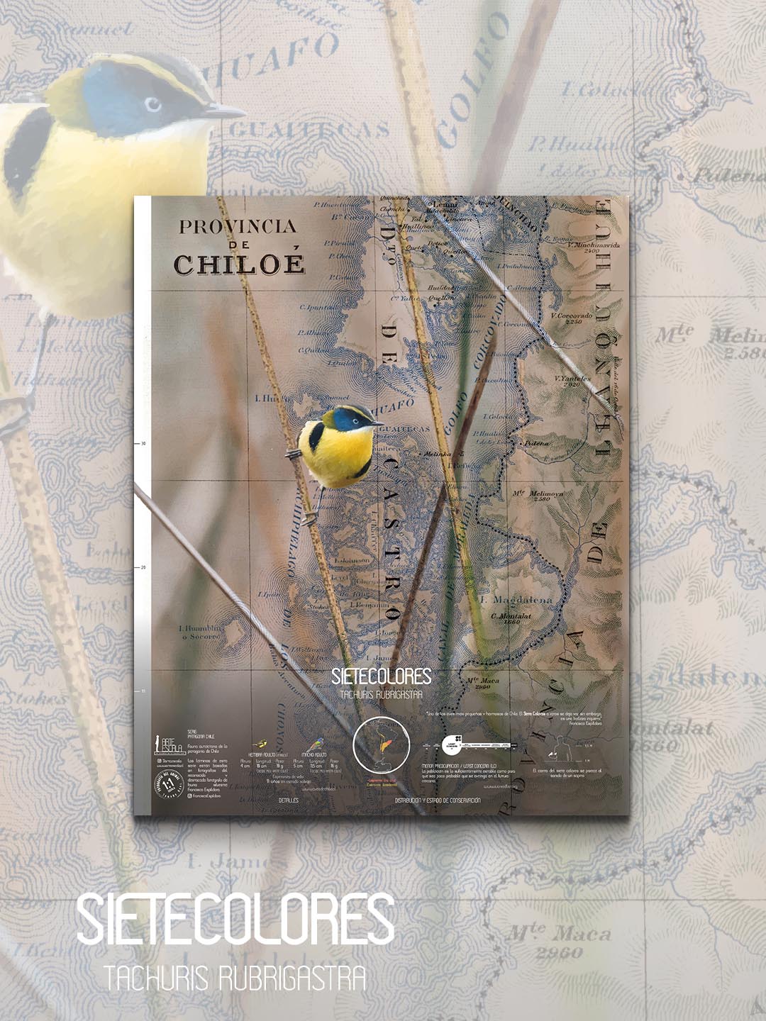 Sietecolores Arte Escala - Lámina