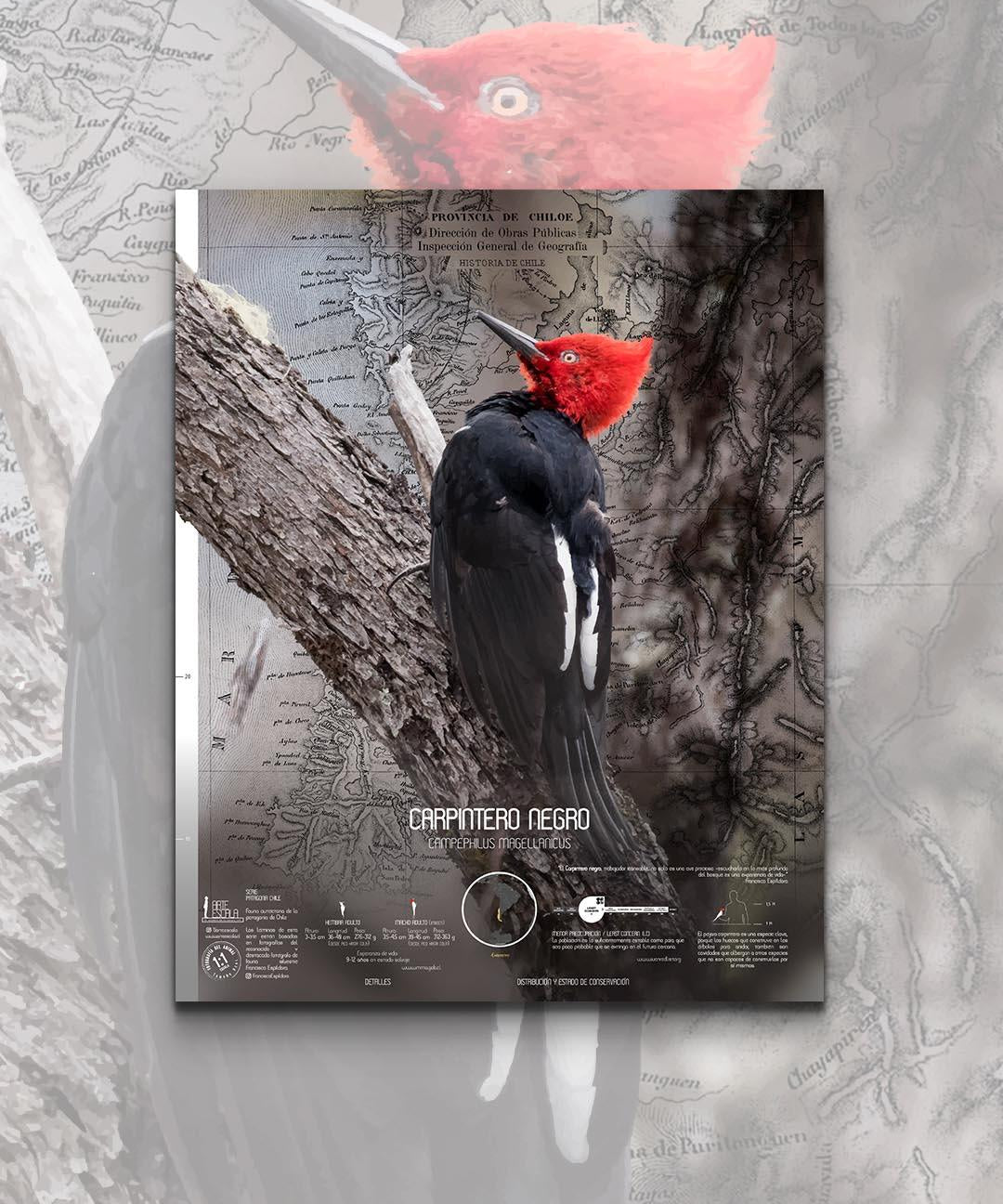 Carpintero Negro Arte Escala - Lámina - Mappin