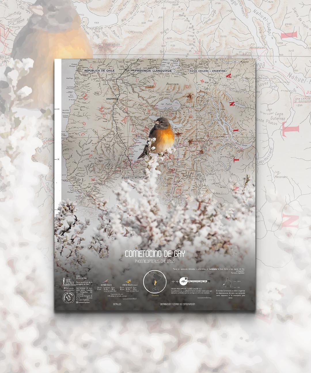 Cometocino Arte Escala - Lámina - Mappin