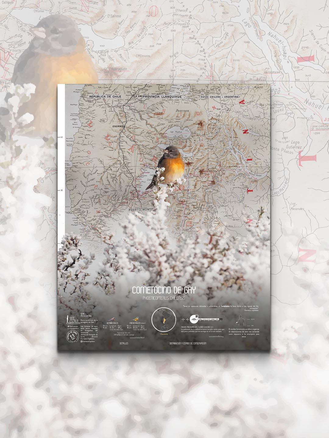 Cometocino Arte Escala - Lámina - Mappin