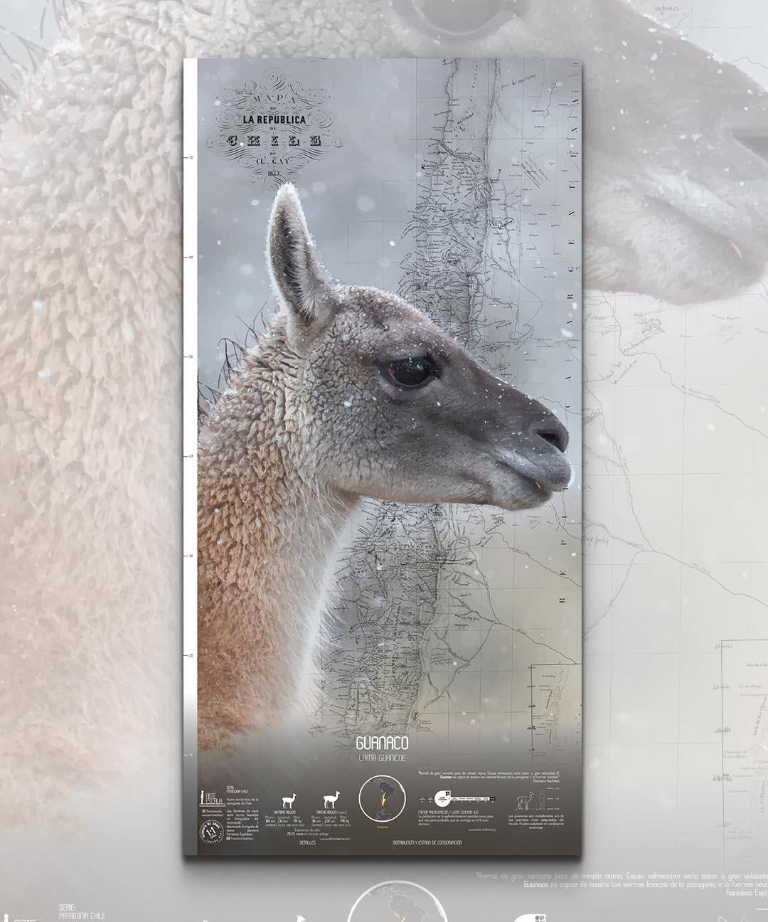 Guanaco Arte Escala - Lámina - Mappin