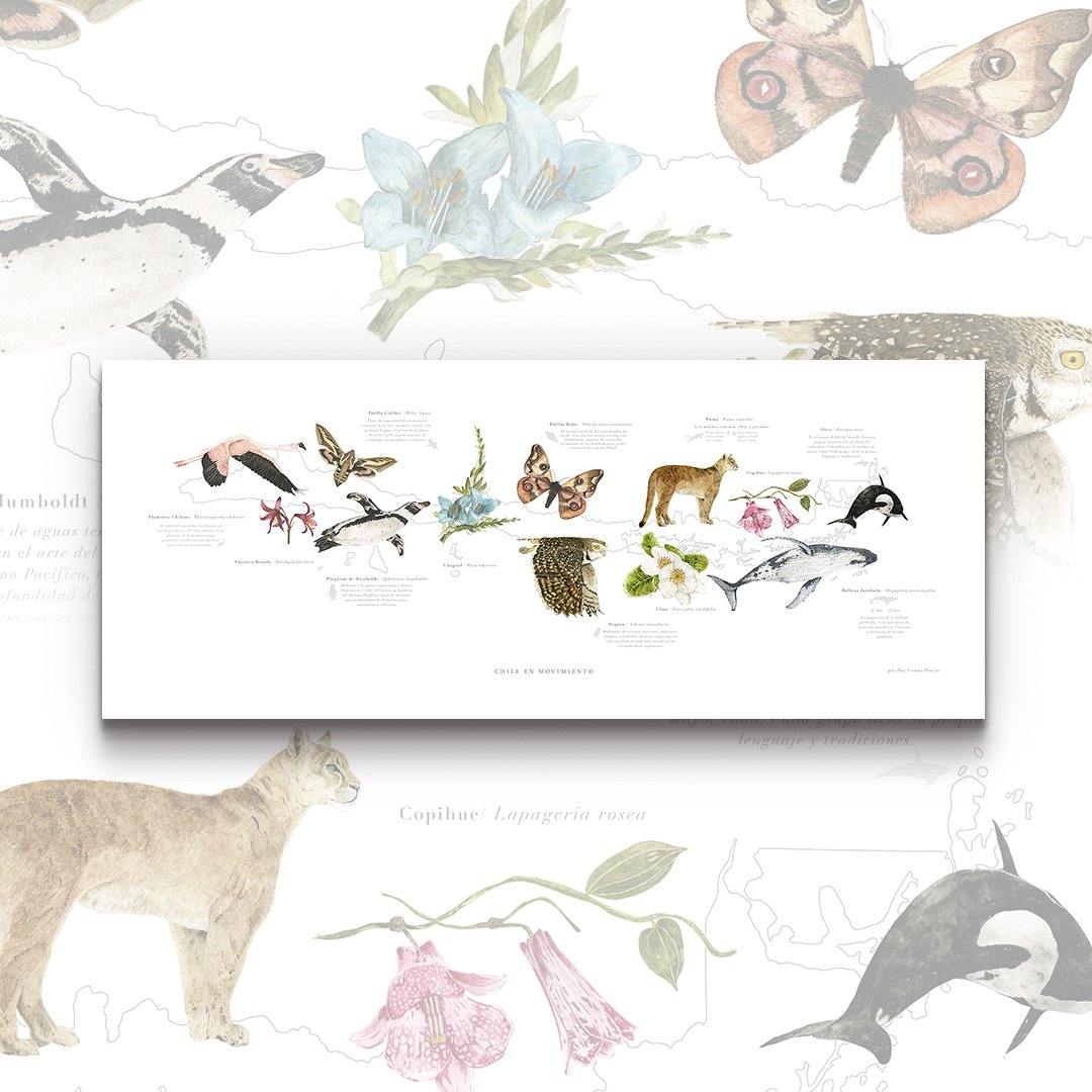 Mapa Chile en Movimiento - Lámina - Mappin