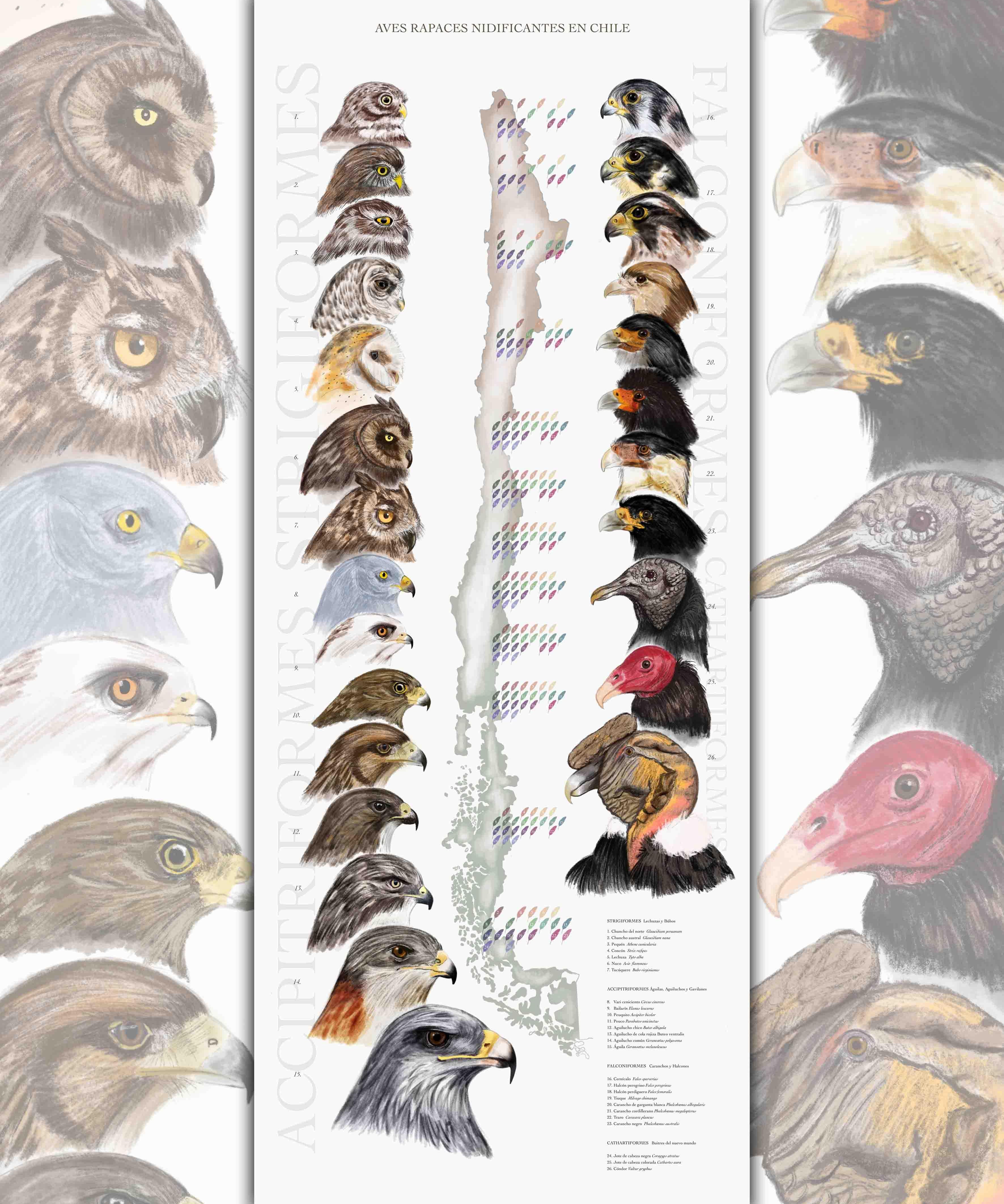 Aves Rapaces Nidificantes de Chile - Lámina - Mappin