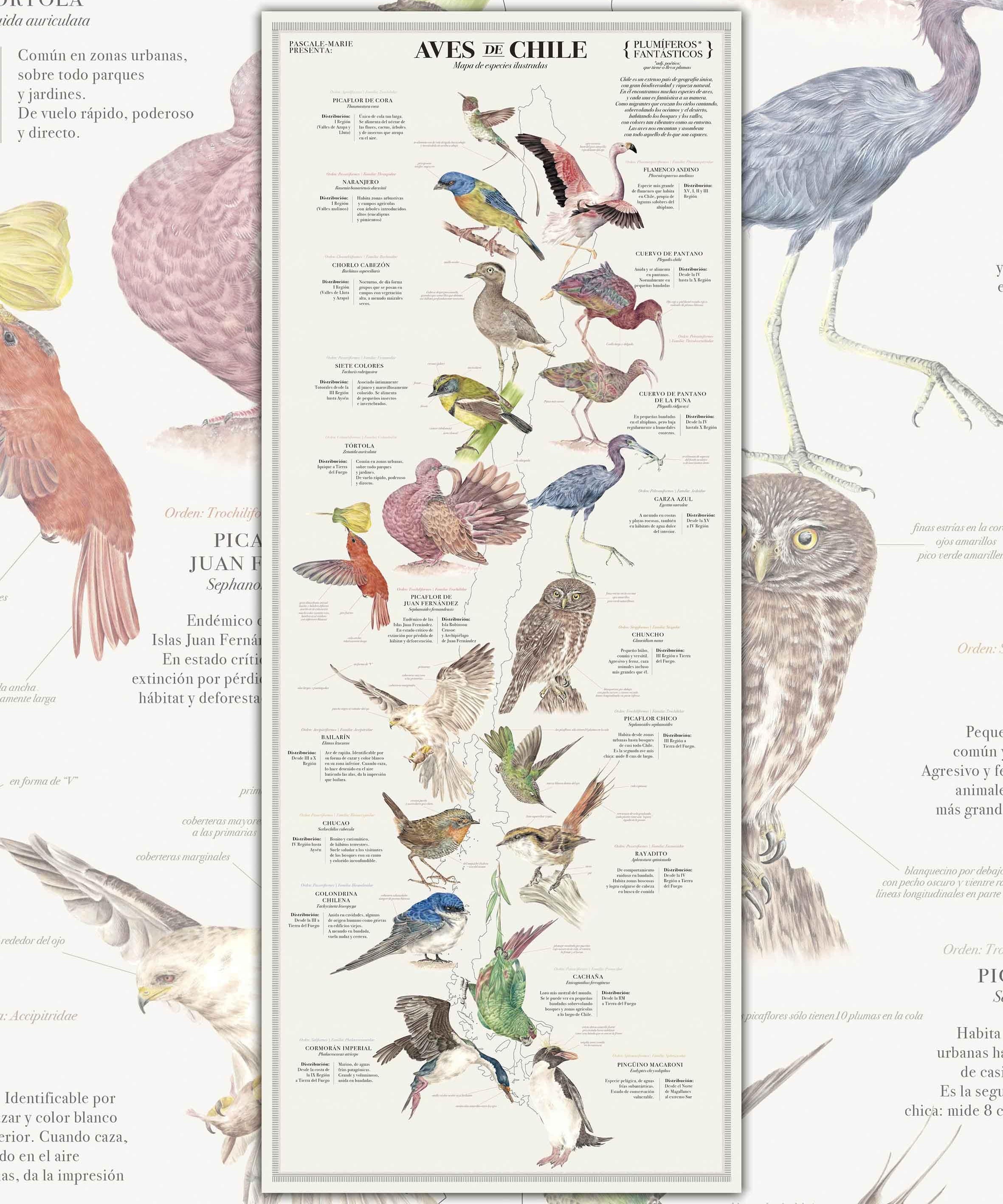Aves de Chile Plumíferos Fantásticos - Lámina - Mappin