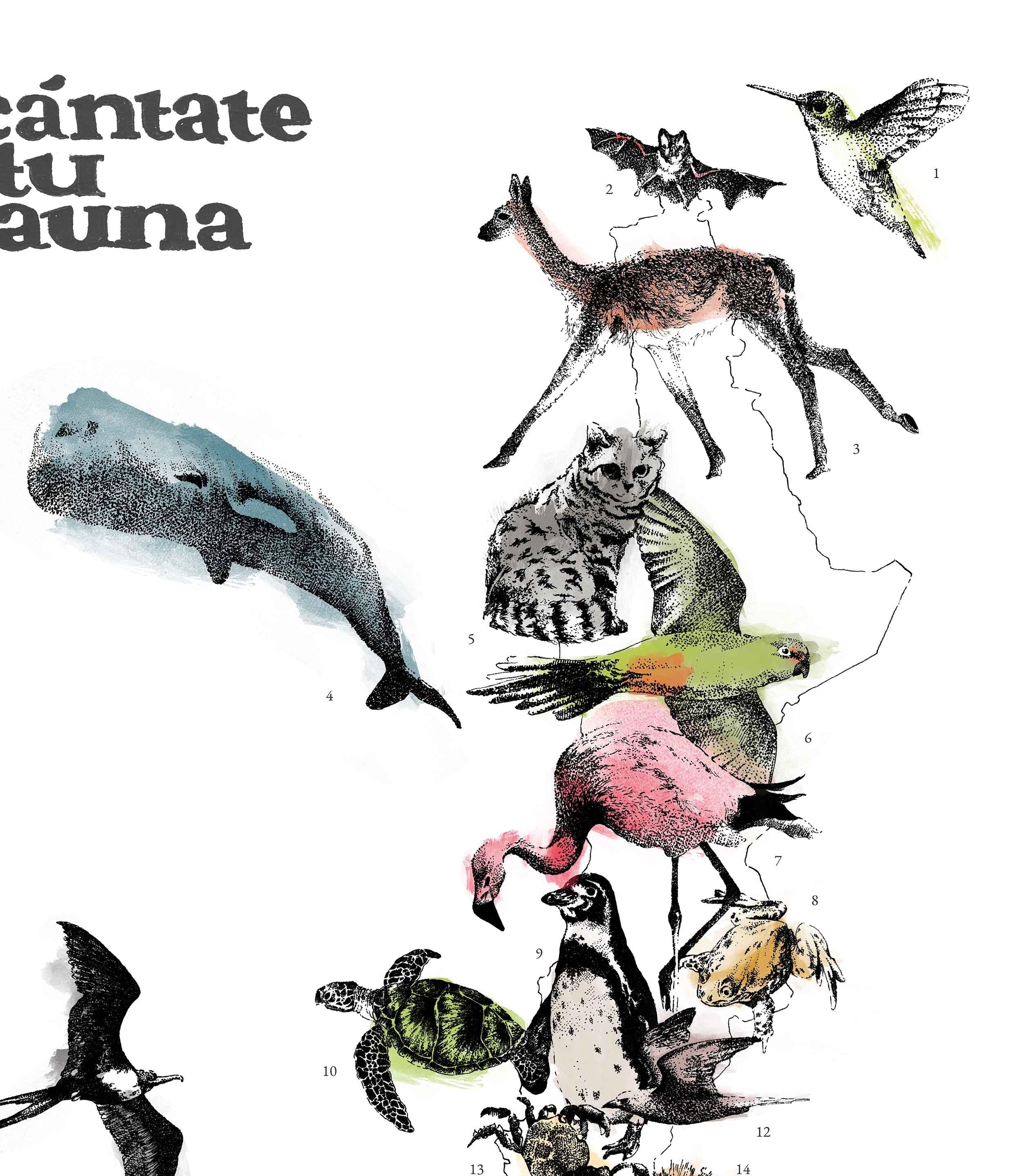 Mapa de Fauna Chilena - Lámina - Mappin