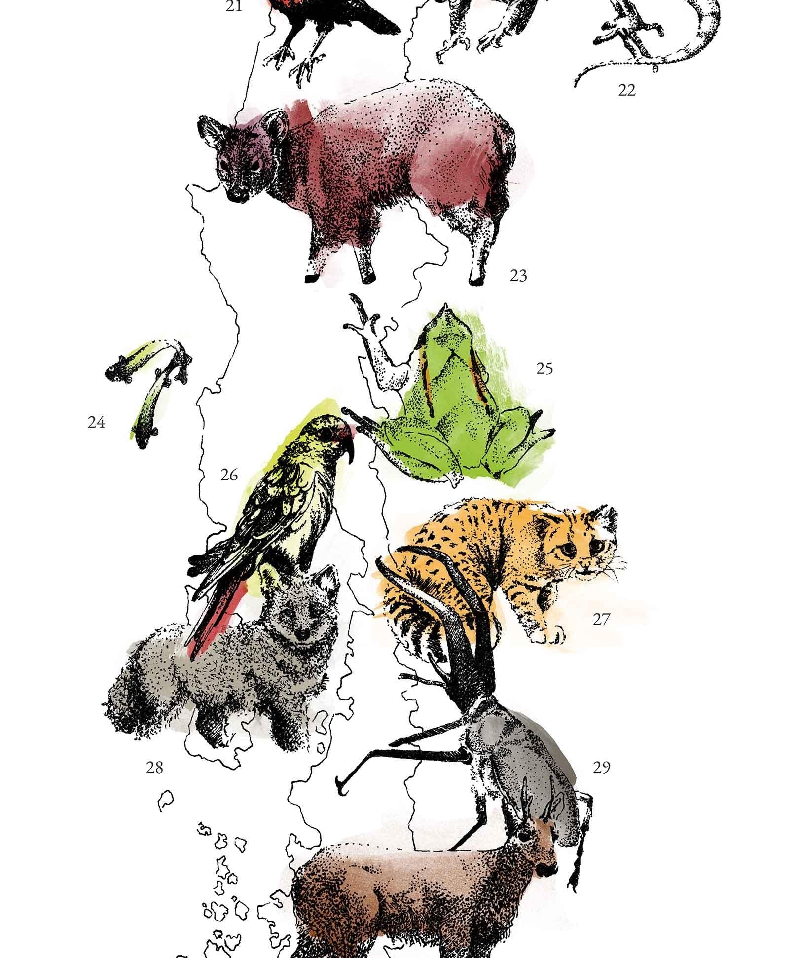 Mapa de Fauna Chilena - Lámina - Mappin