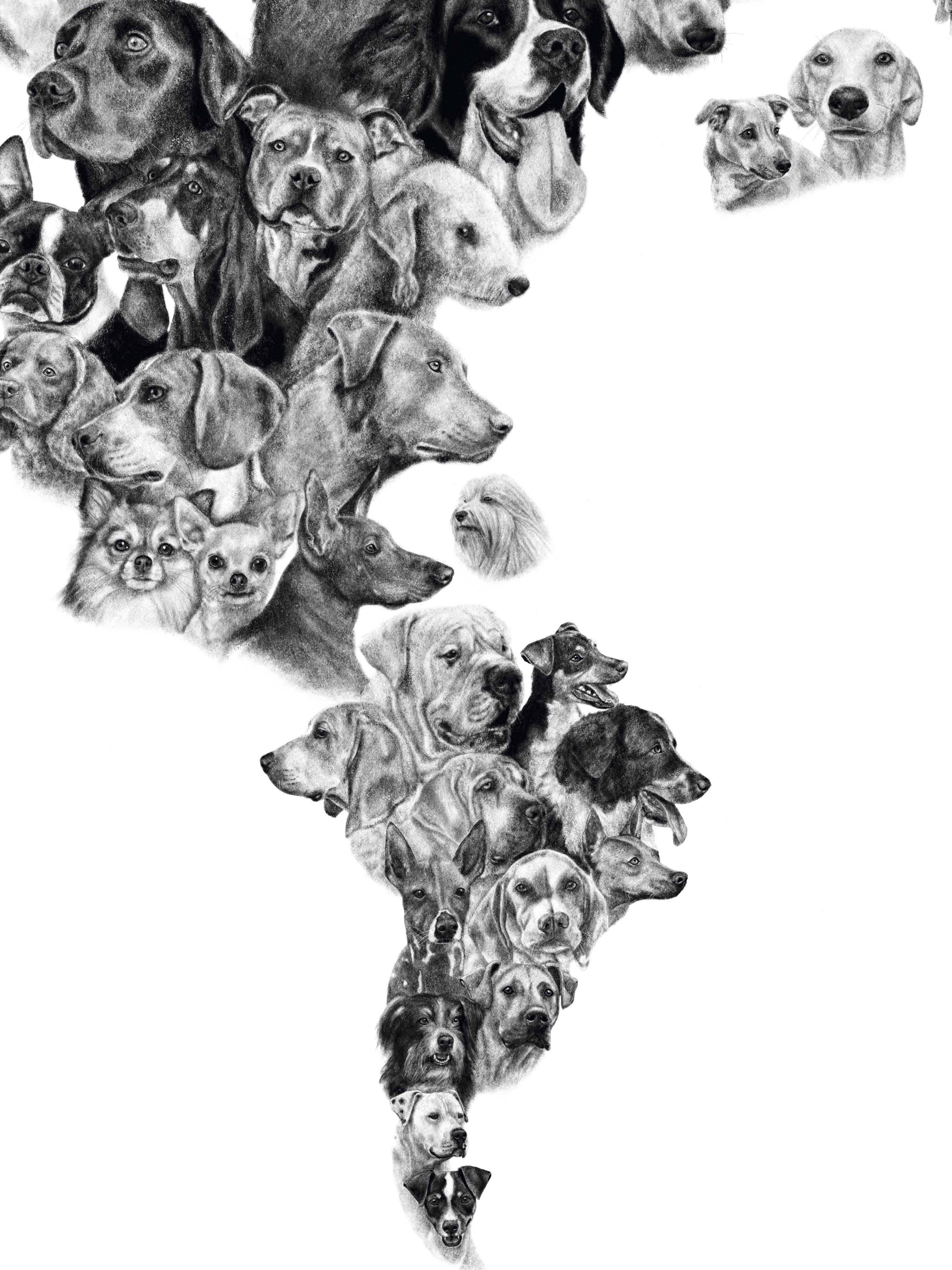 Mapa de Perros de América - Enmarcado A PEDIDO