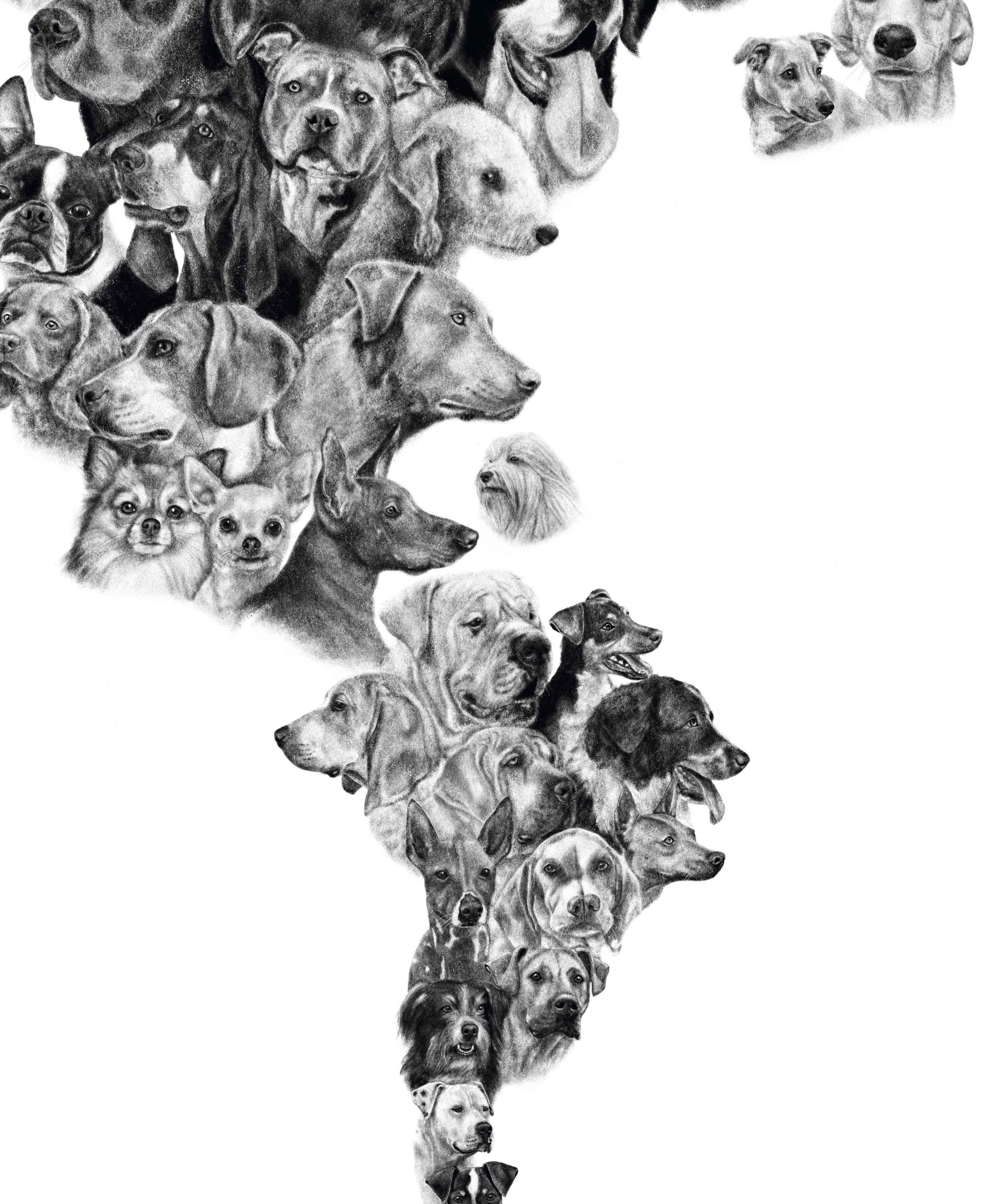 Mapa de Perros del Mundo - Lámina - Mappin