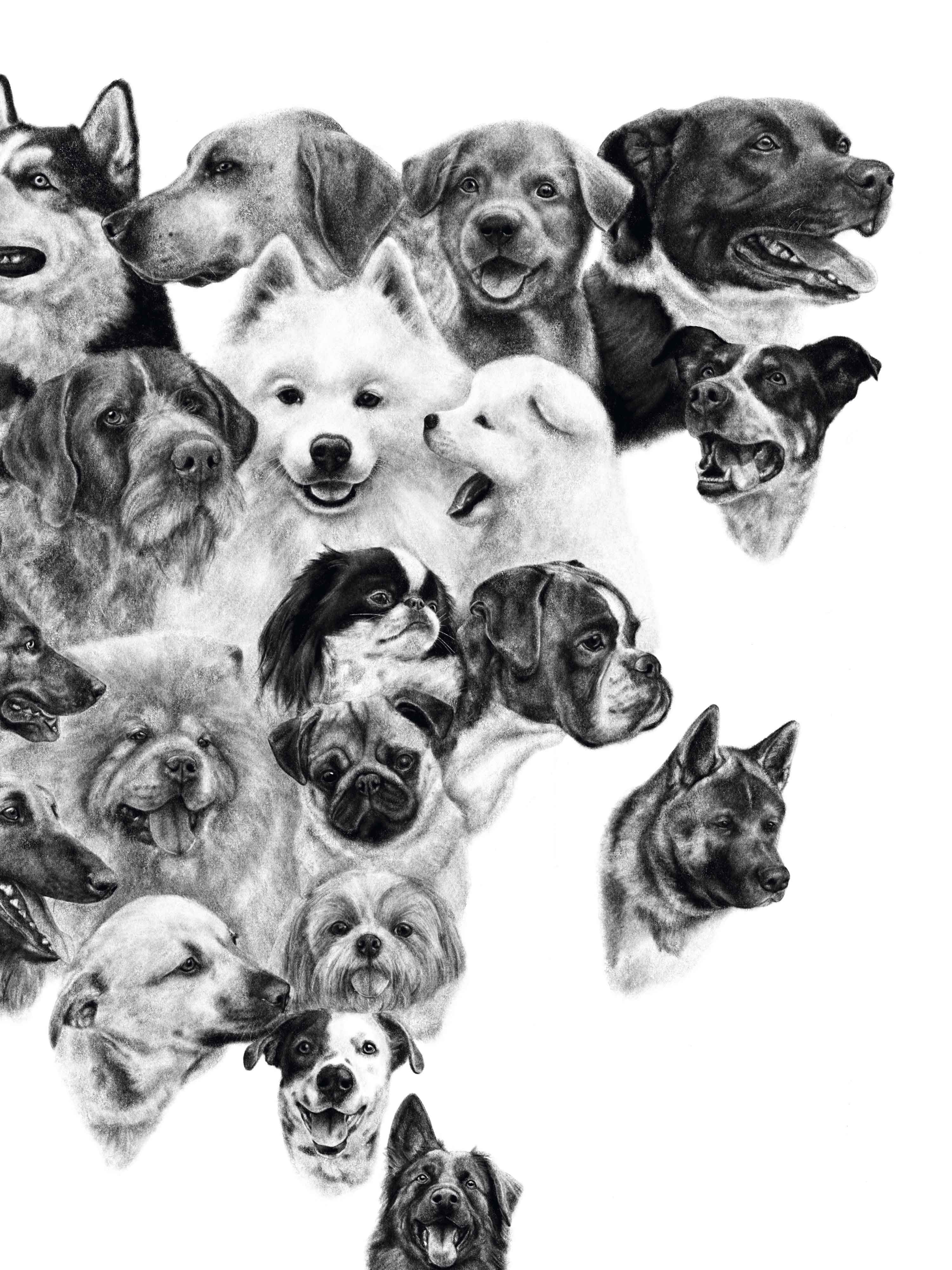 Mapa de Perros de Europa, África, Asia y Oceanía - Lámina