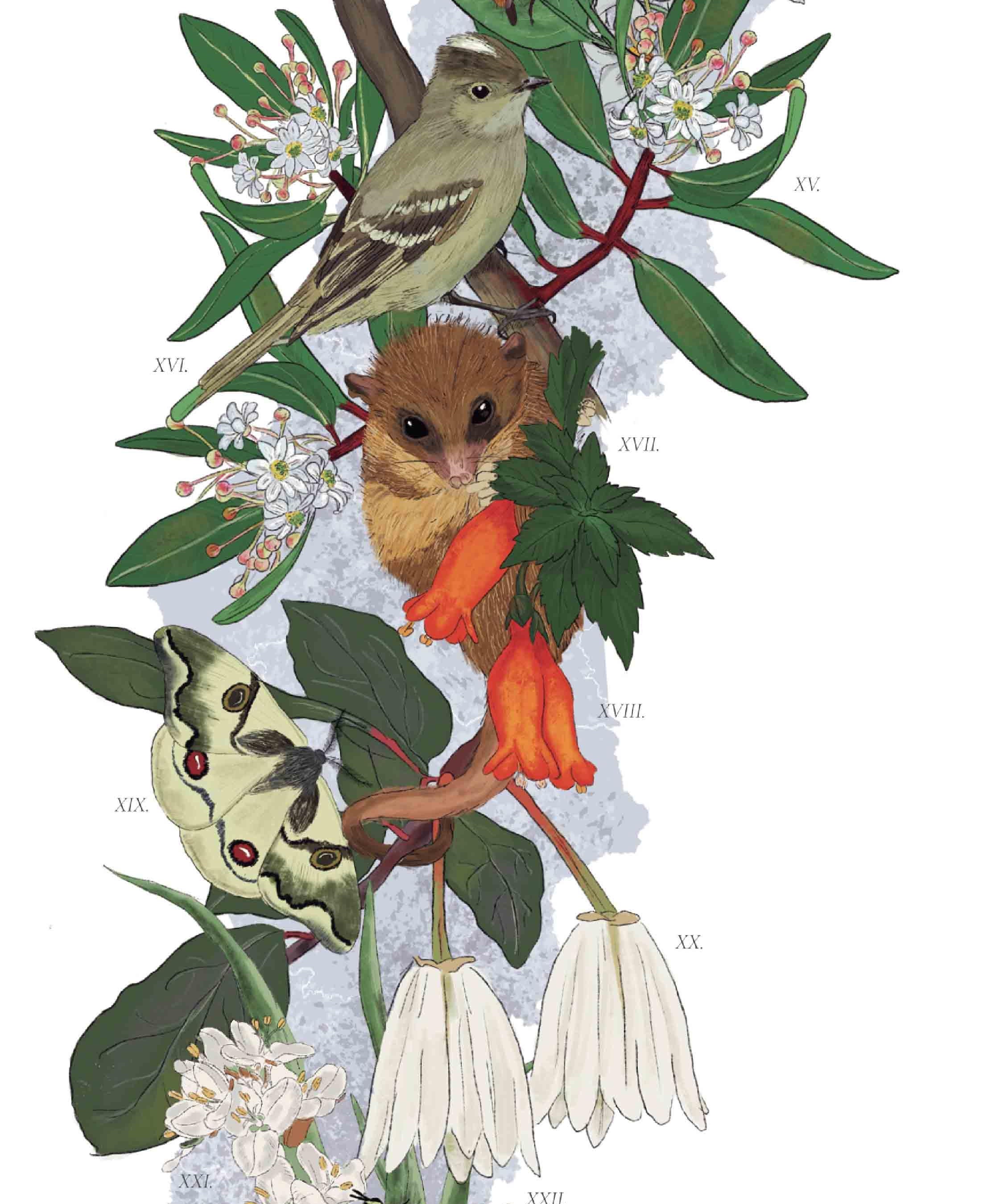 Mapa de Chile Relaciones Ecosistémicas - Lámina - Mappin