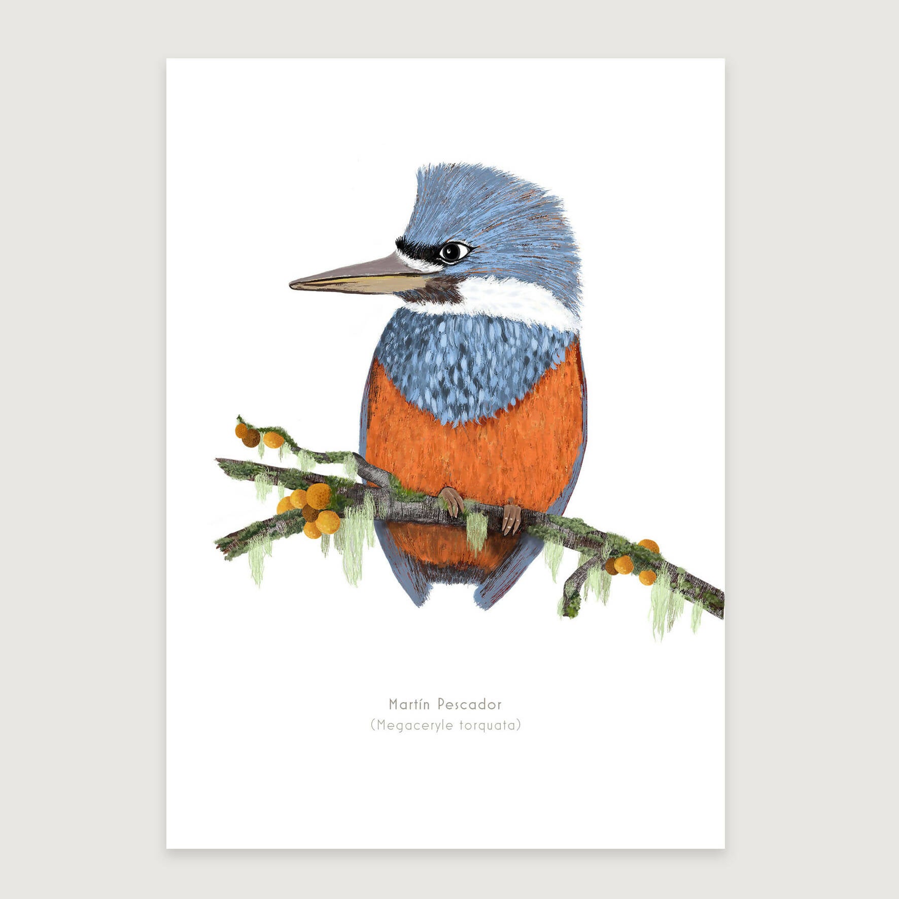 LAMINAS AVES DE CHILE - MARTIN PESCADOR varios tamaños