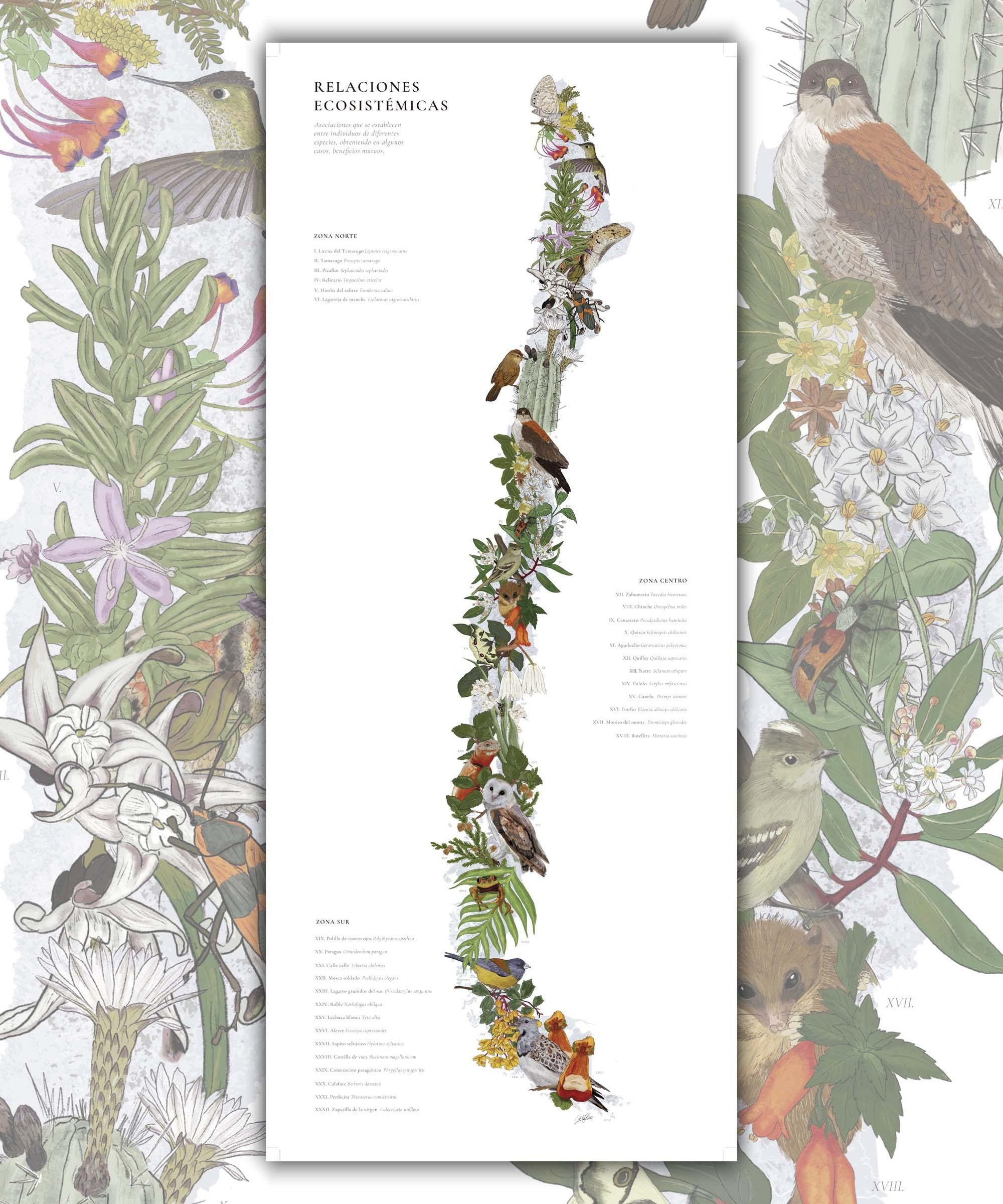 Mapa de Chile Relaciones Ecosistémicas - Lámina - Mappin