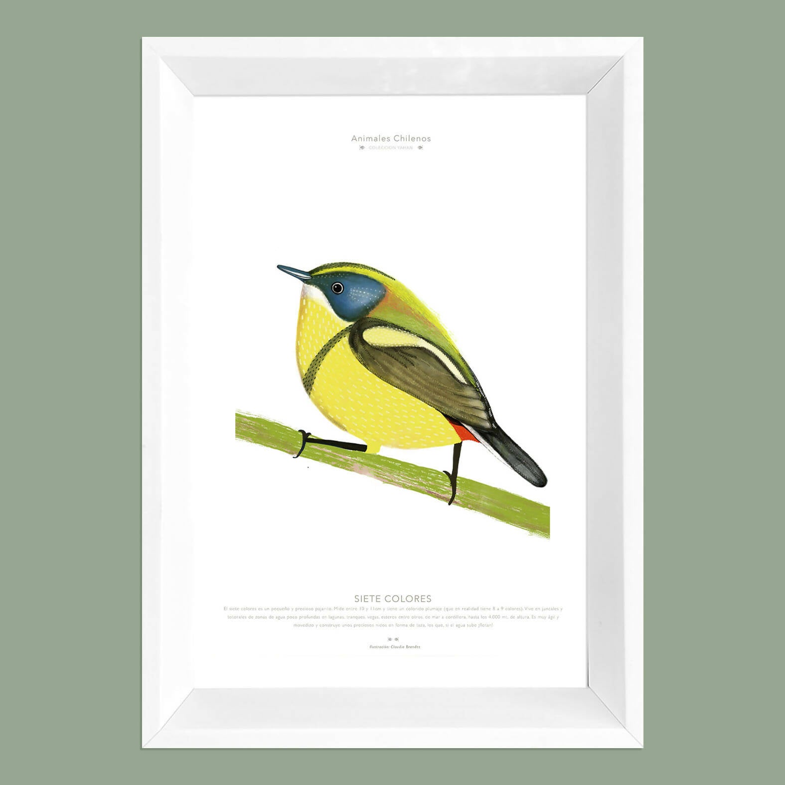 Cuadro SIETE COLORES, colección Fauna Chilena, 20x30cm