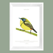 Cuadro SIETE COLORES, colección Fauna Chilena, 20x30cm