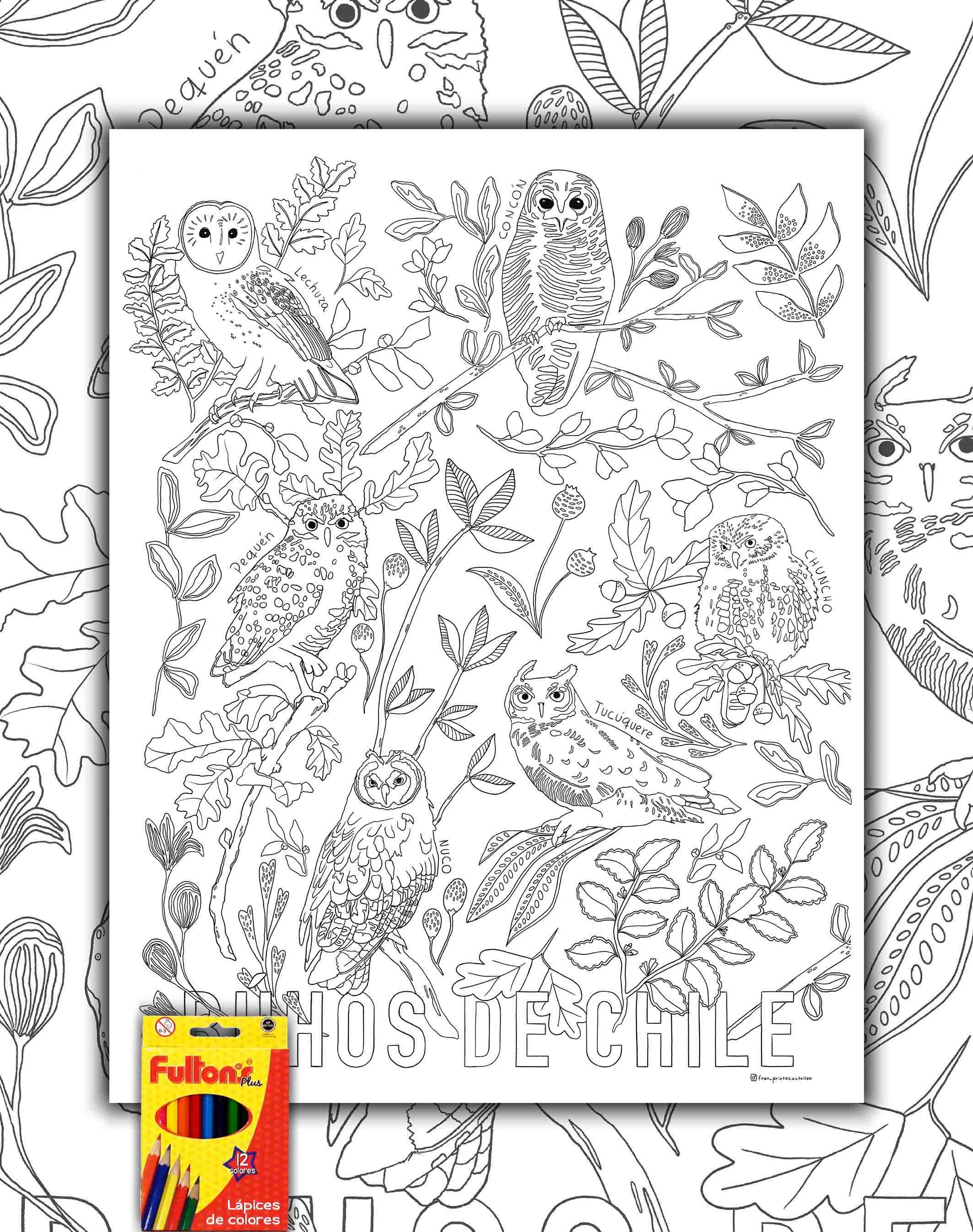 Búhos de Chile - Lámina Coloreable con Lápices