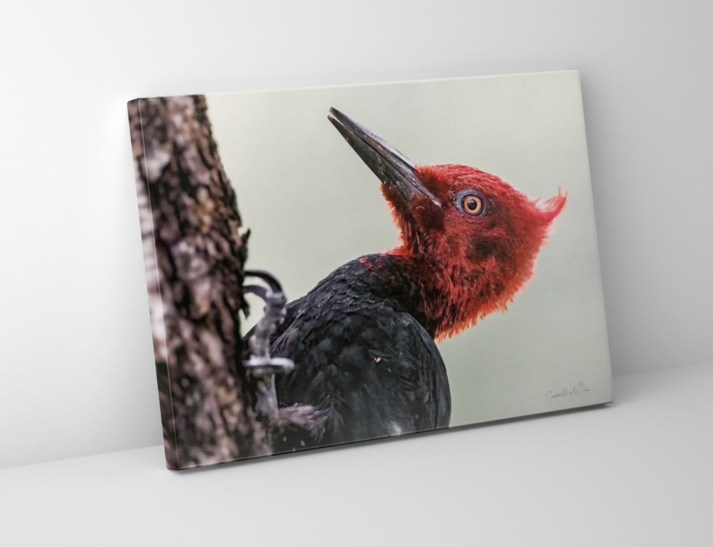 Cuadro Fine Art, Aves chilenas Carpintero Negro 30x40 cm