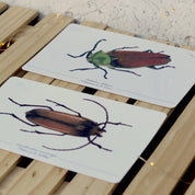 Colección Postales "Coleópteros de Chile"