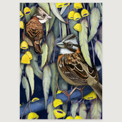 LAMINAS AVES DE CHILE - CHINCOLES