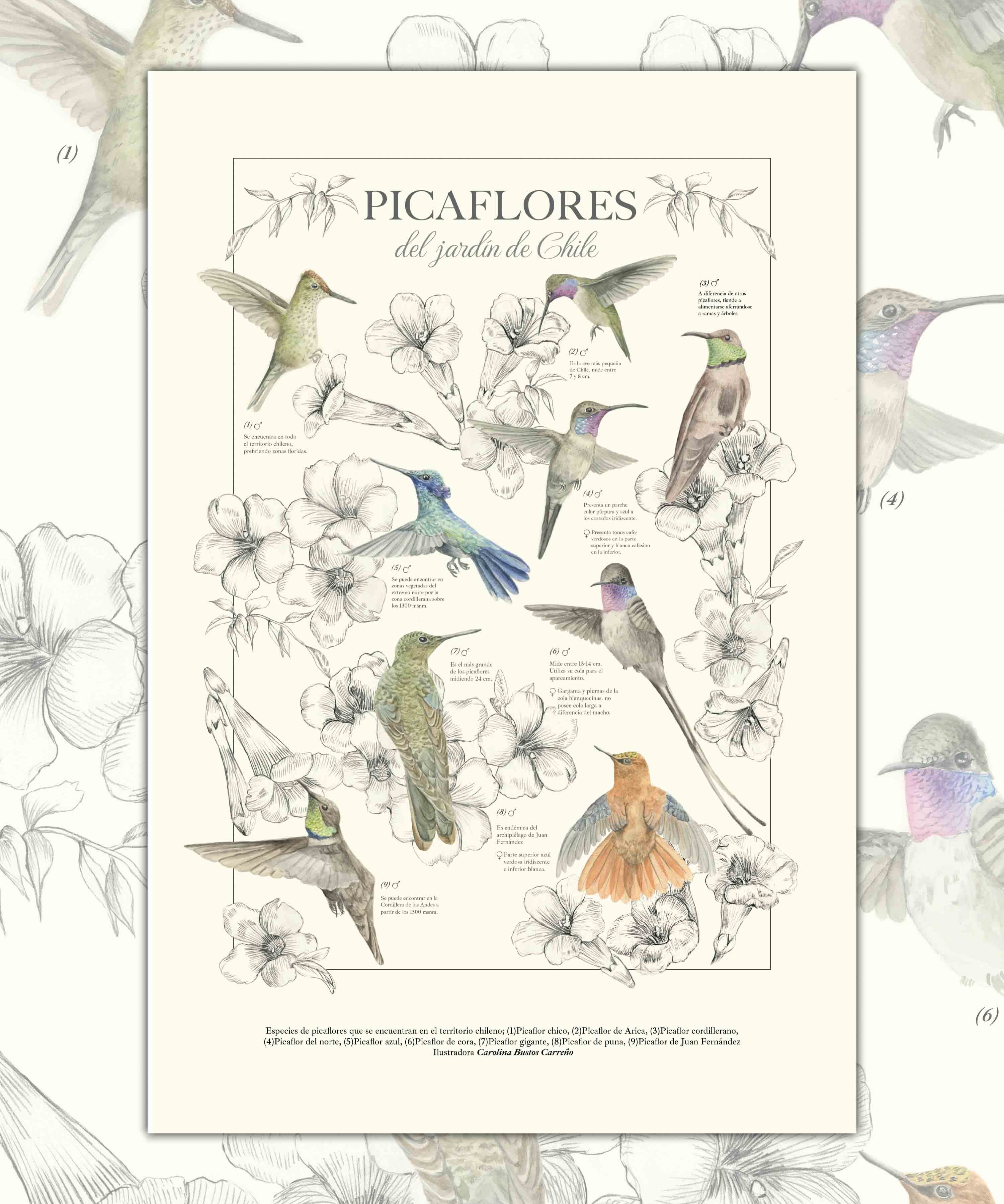 poster picaflores chilenos