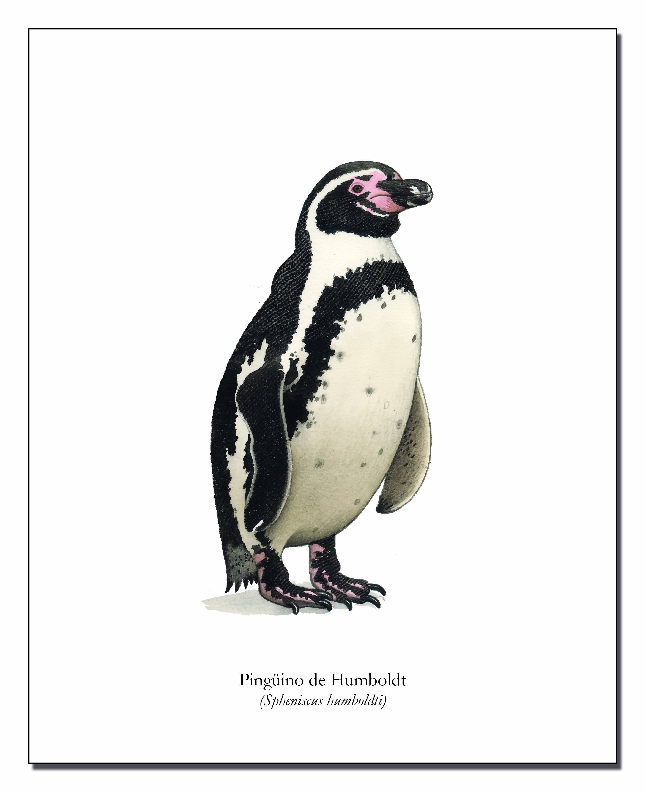 Lámina Pingüino de Humboldt
