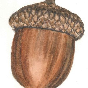 Semilla.JPG