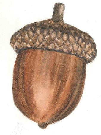 34. Autoadhesivo - Bellota