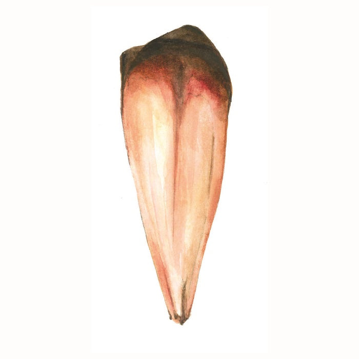 Autoadhesivo - Piñón Araucaria