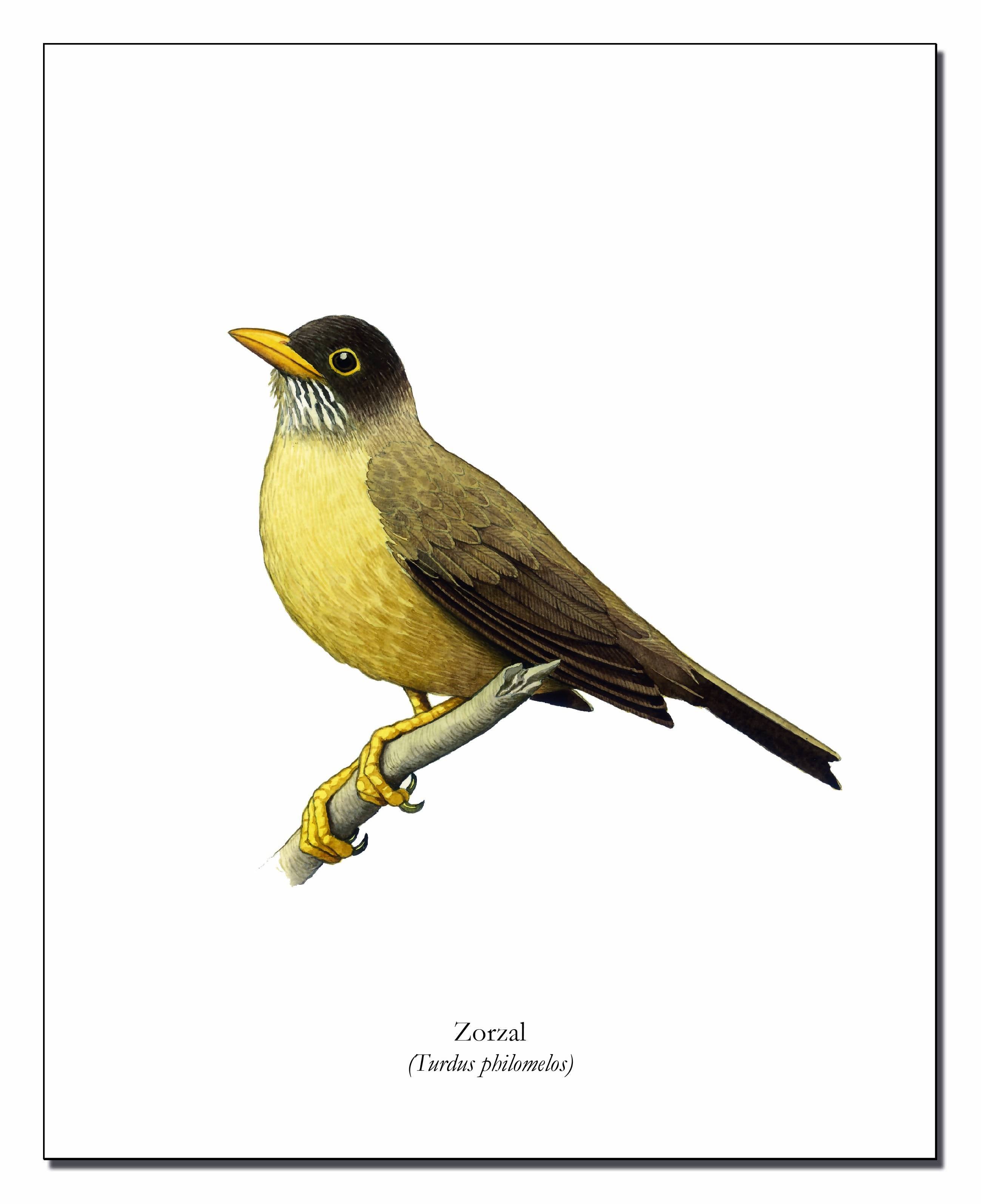 Lámina Zorzal