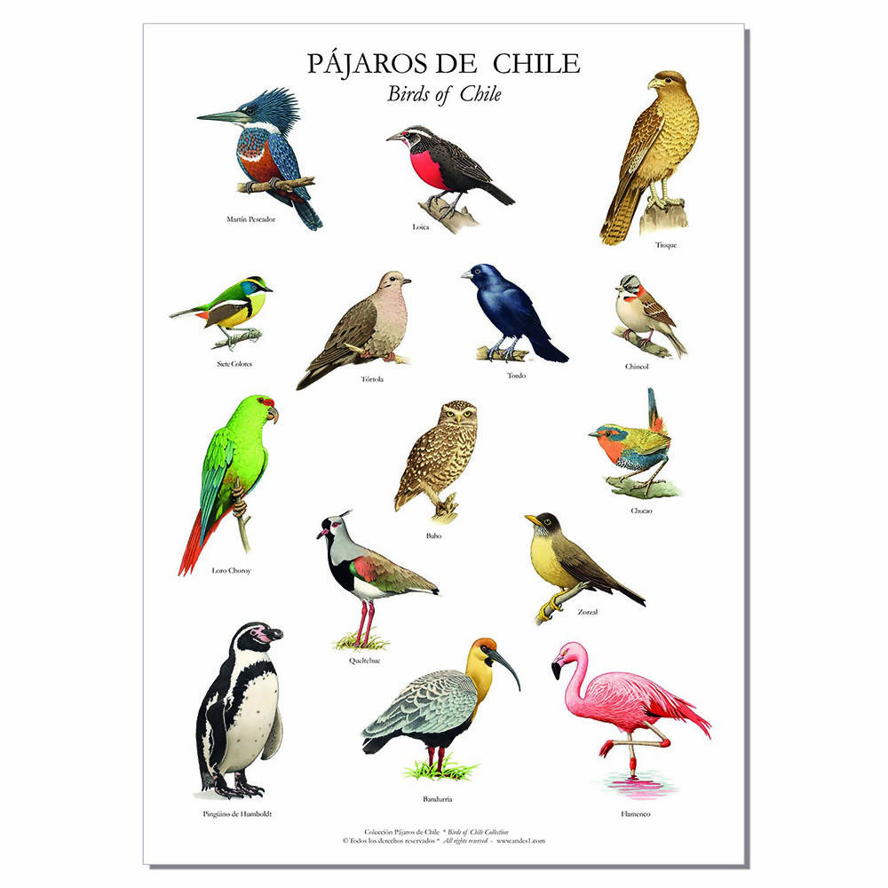 Poster - Lámina - Afiche 15 pájaros de Chile