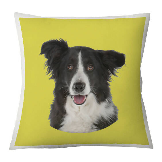 Cojín Color Border Collie, 45×45