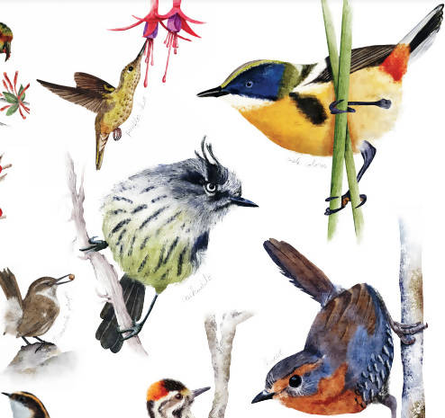 Individuales de aves nativas del sur de Chile ilustrados
