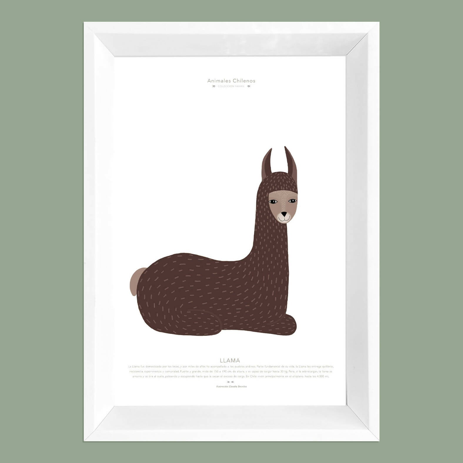 Cuadro LLAMA, colección Fauna Chilena, 20x30cm