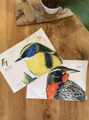 SET 4 INDIVIDUALES DISEÑO AVES II