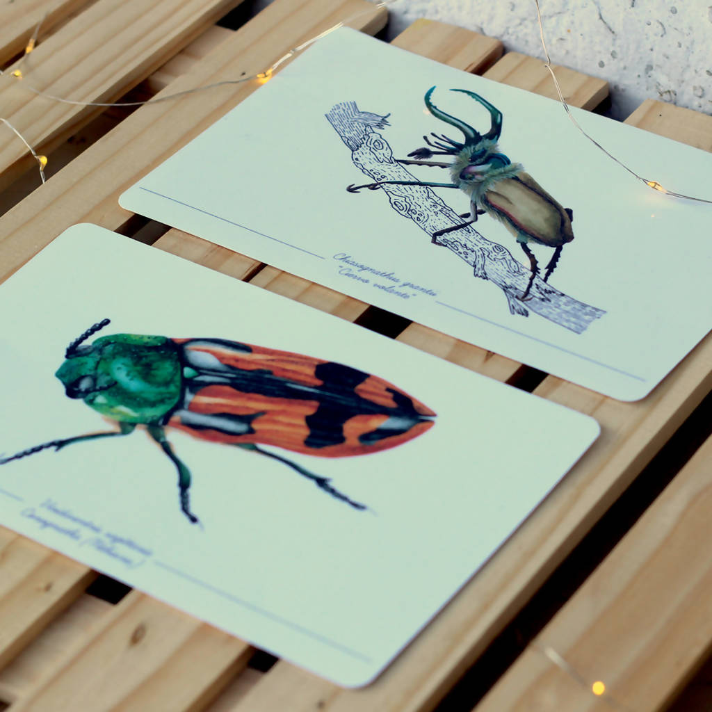 Colección Postales "Coleópteros de Chile"