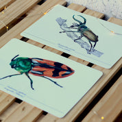 Colección Postales "Coleópteros de Chile"