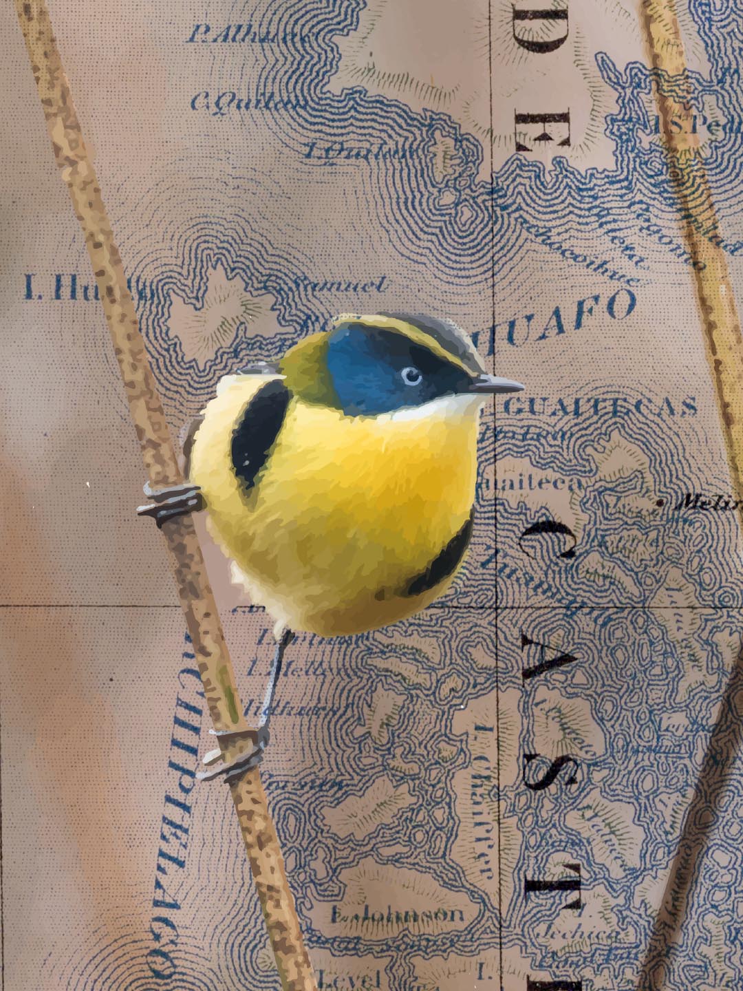 Sietecolores Arte Escala - Lámina