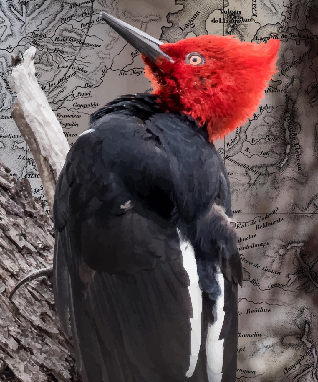 Carpintero Negro Arte Escala - Lámina - Mappin