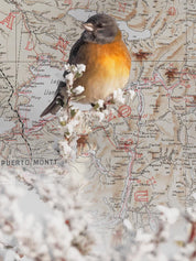 Cometocino Arte Escala - Lámina - Mappin