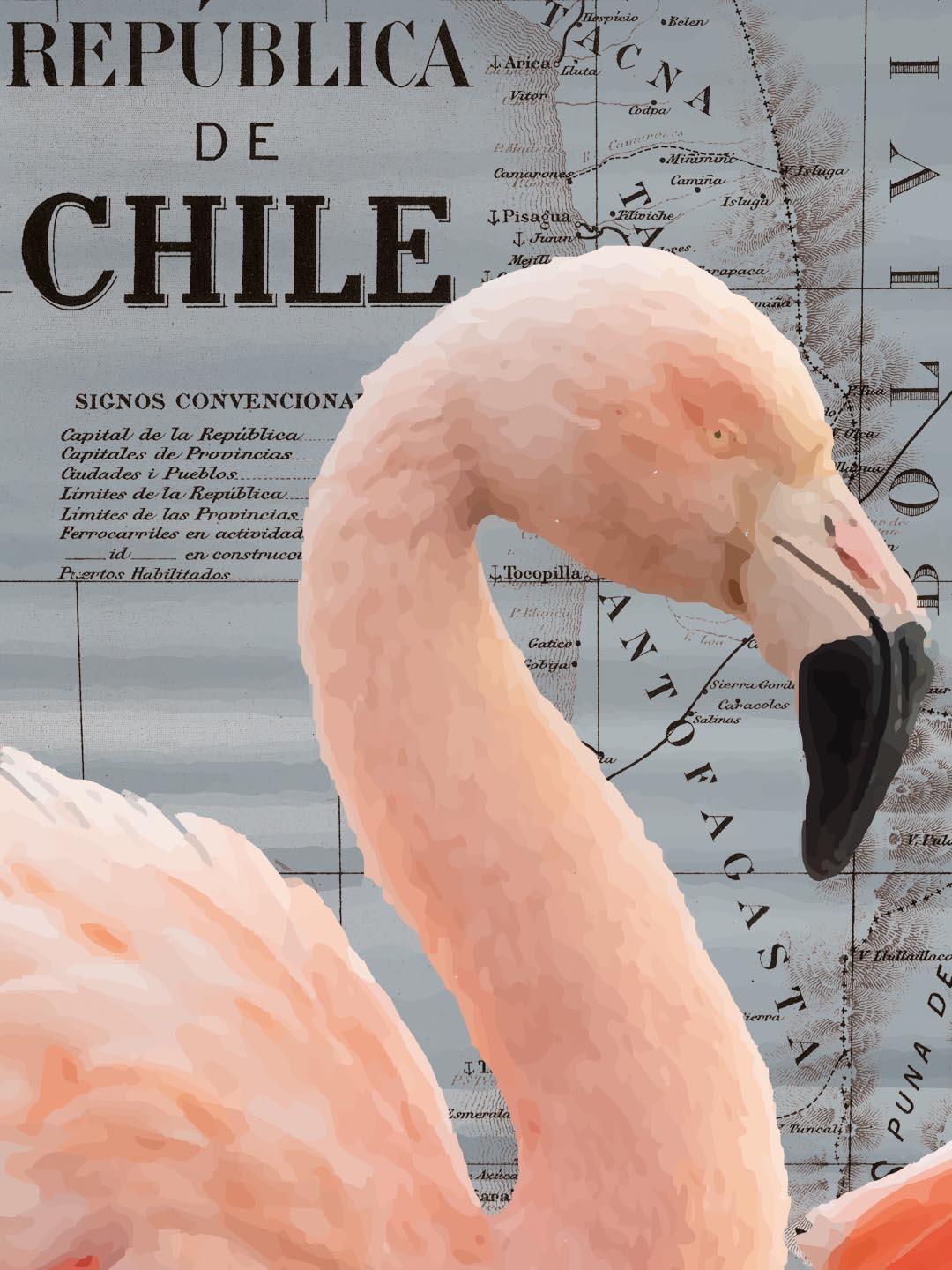 Flamenco Arte Escala - Lámina - Mappin