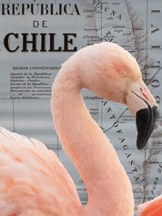 Flamenco Arte Escala - Lámina - Mappin