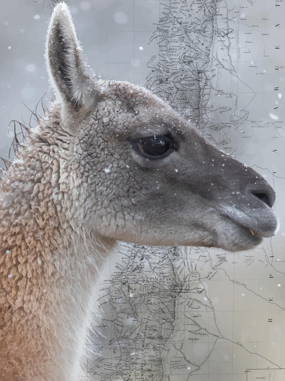 Guanaco Arte Escala - Lámina - Mappin