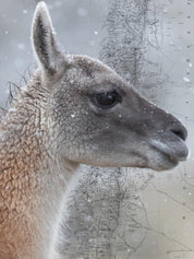 Guanaco Arte Escala - Lámina - Mappin