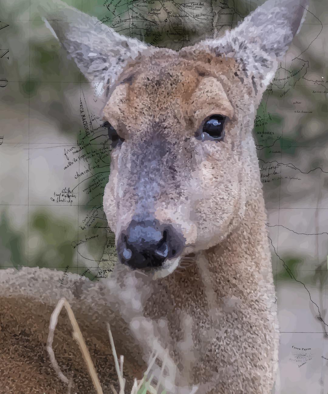 Huemul Arte Escala - Lámina - Mappin