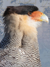 Traro Arte Escala - Lámina