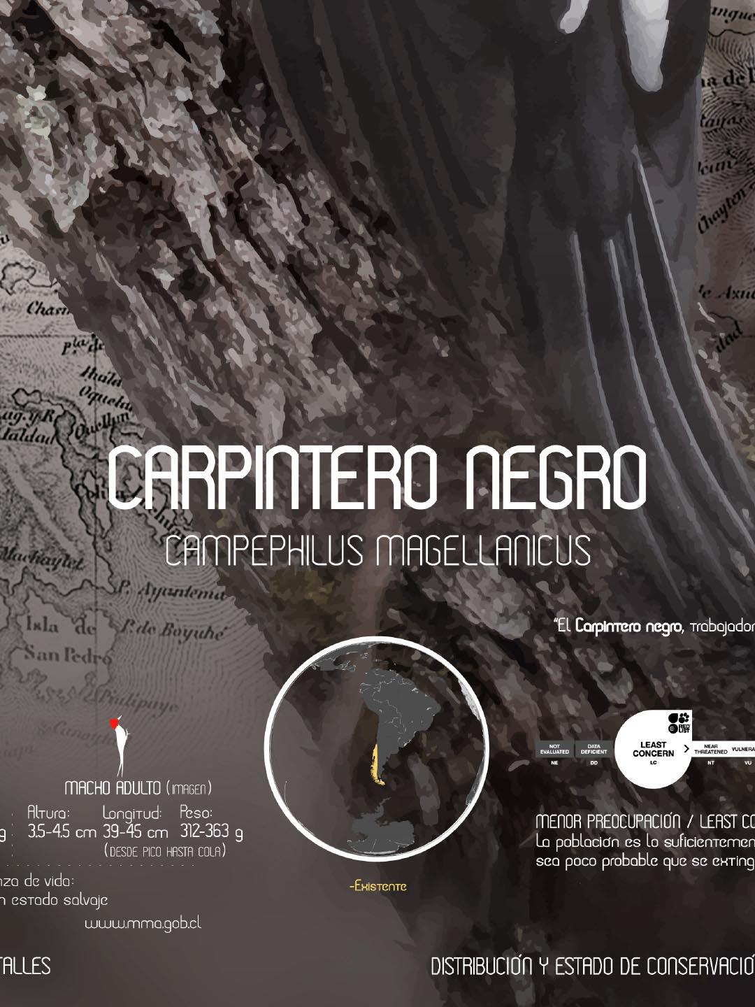Carpintero Negro Arte Escala - Lámina - Mappin